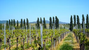 vineyard, landscape, grapevines, panorama, palatinate, vineyard, vineyard, vineyard, vineyard, vineyard-5096658.jpg